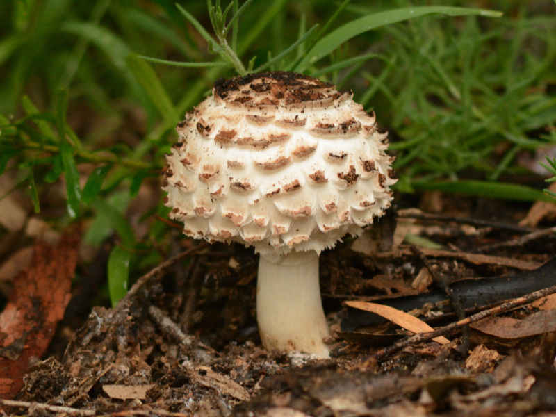 Chlorophyllum brunneum · December 2025 · photo: © wooden_box (iNaturalist, cc-by)