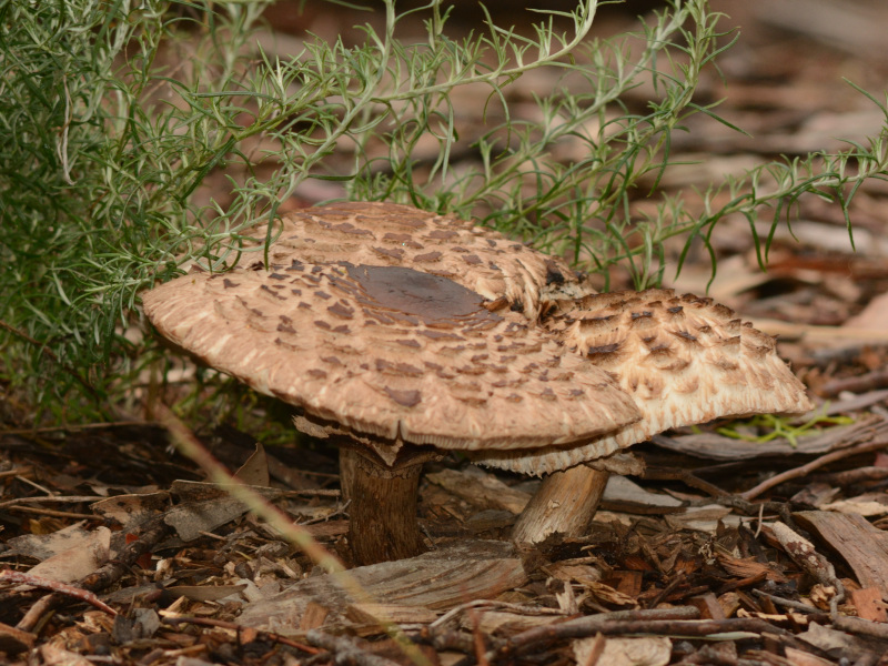 Chlorophyllum brunneum · December 2025 · photo: © wooden_box (iNaturalist, cc-by)