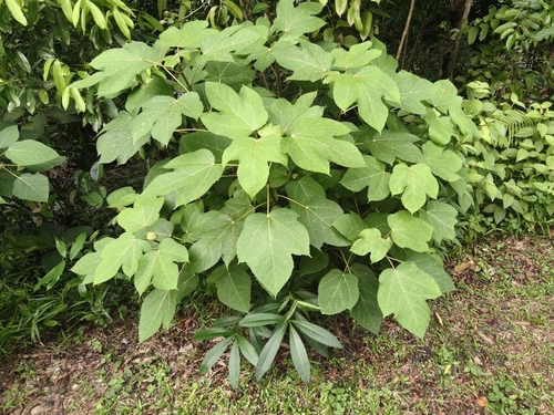 White-leaved fig (Ficus grossularioides)