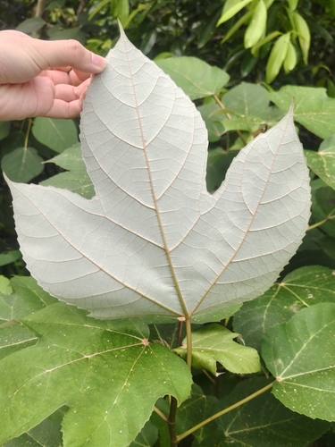 Ficus grossularioides, photograph 4