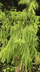 Dacrydium elatum