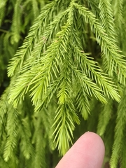 Dacrydium elatum, photograph (c) grass_0, some rights reserved (CC BY)