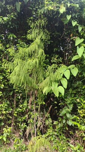 Dacrydium elatum, photograph 3