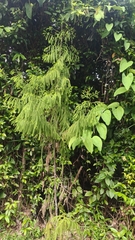 Dacrydium elatum, photograph (c) grass_0, some rights reserved (CC BY)