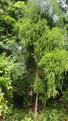Dacrydium elatum, photograph (c) grass_0, some rights reserved (CC BY)