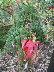Clianthus