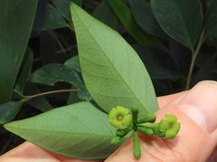 Wikstroemia nutans