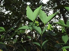 Wikstroemia nutans