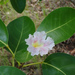 Tabebuia pallida - Photo (c) Don Loarie, some rights reserved (CC BY), uploaded by Don Loarie