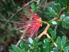Calliandra purpurea