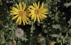 Xanthisma incisifolium