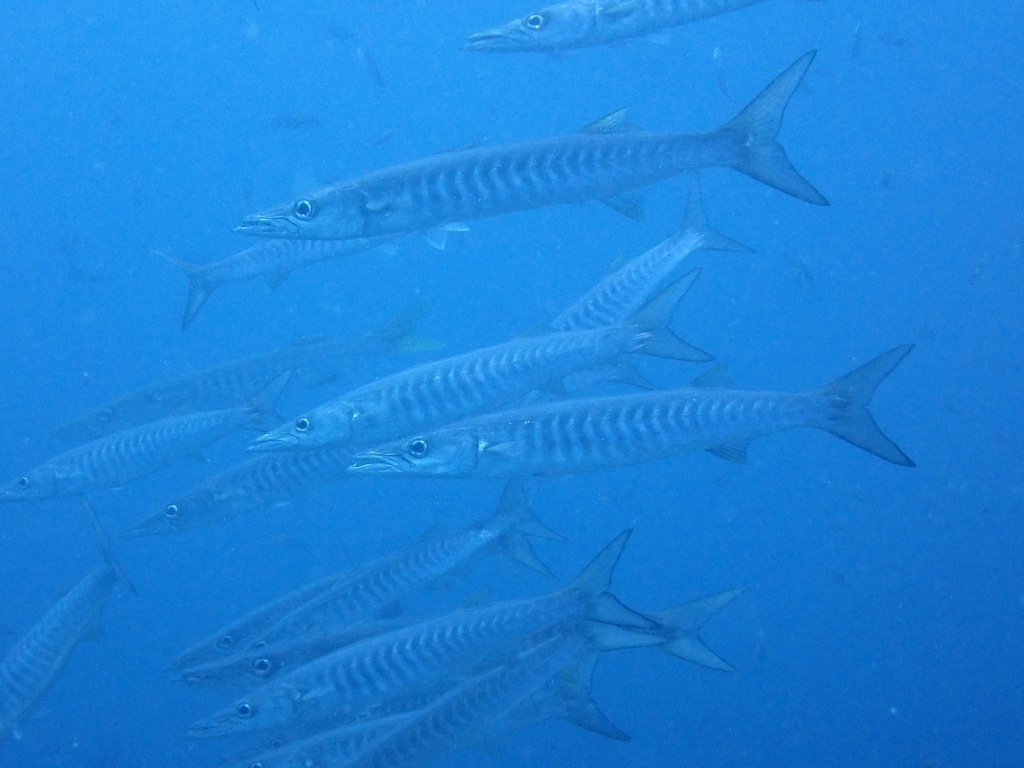 Chevron barracuda swimming close in open water