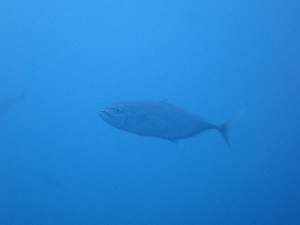barcheek trevally