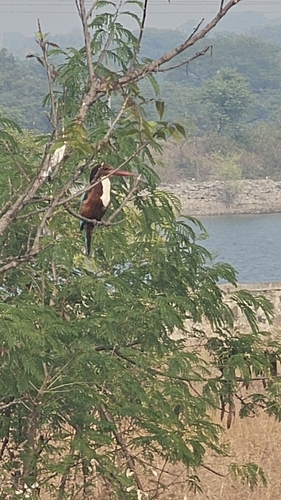 White-throated Kingfisher