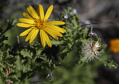 Xanthisma incisifolium