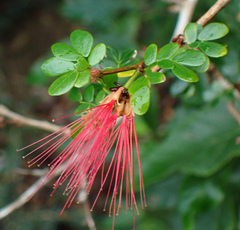 Calliandra purpurea
