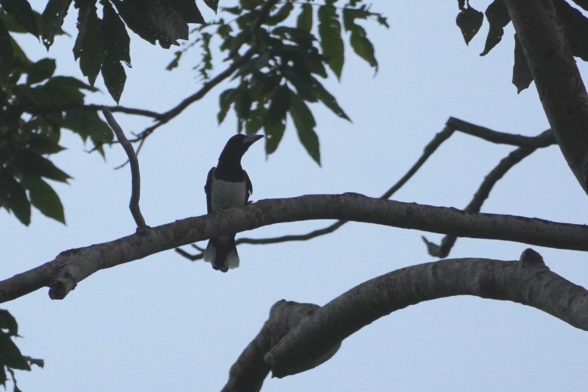 Hooded Butcherbird (Cracticus cassicus), photo 10