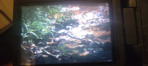 Red-bellied Black Snake sighting