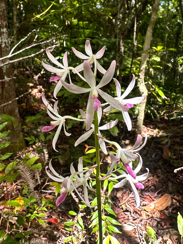 Dipodium squamatum observed 2025-11-16