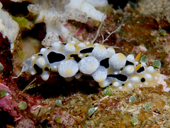 Phyllidia ocellata