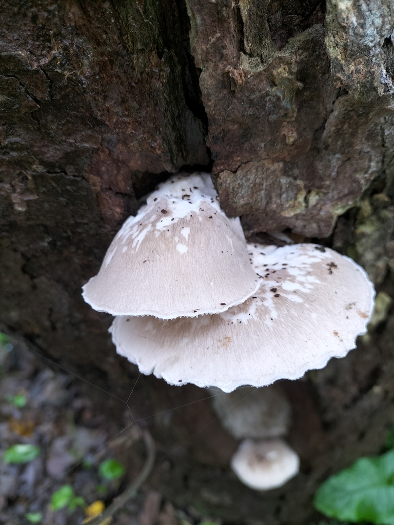 Pleurotus dryinus · December 2025 · photo: © tatiana354 (iNaturalist, cc-by)