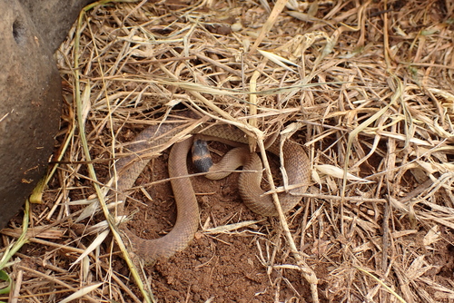 Eastern Brown Snake sighting