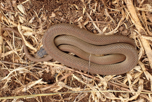 Eastern Brown Snake sighting