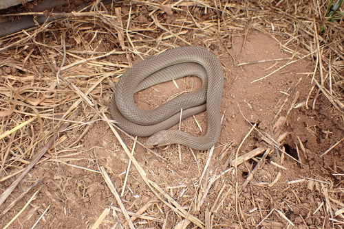 Eastern Brown Snake sighting