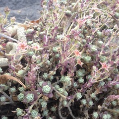 Sedum longipes