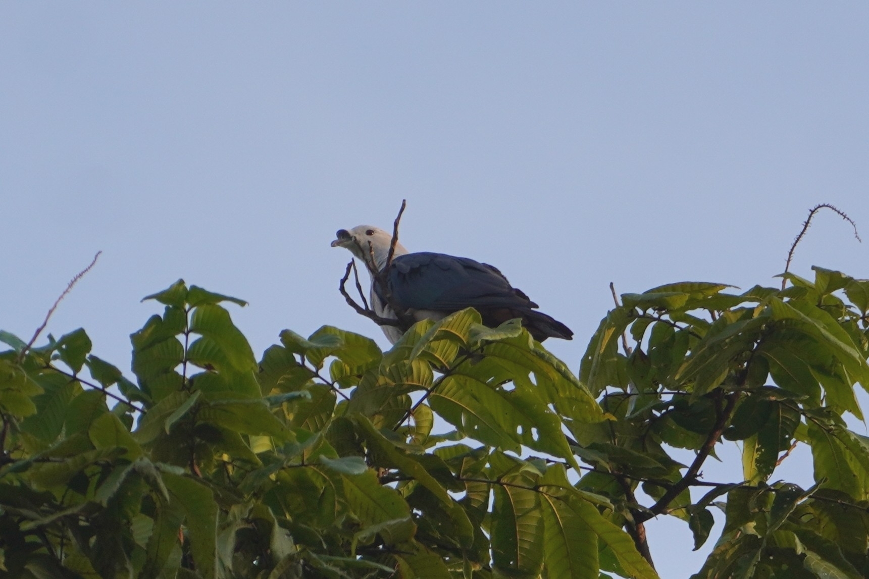 Spice Imperial Pigeon (Ducula myristicivora), photo 8