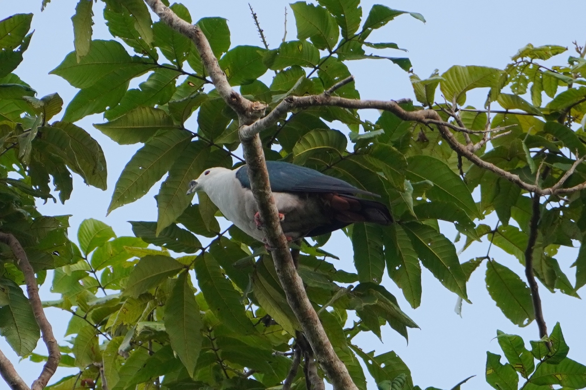 Spice Imperial Pigeon (Ducula myristicivora), photo 7