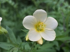 Polemonium carneum