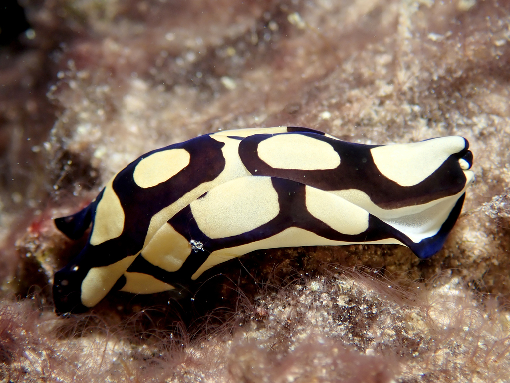 Tubulophilinopsis