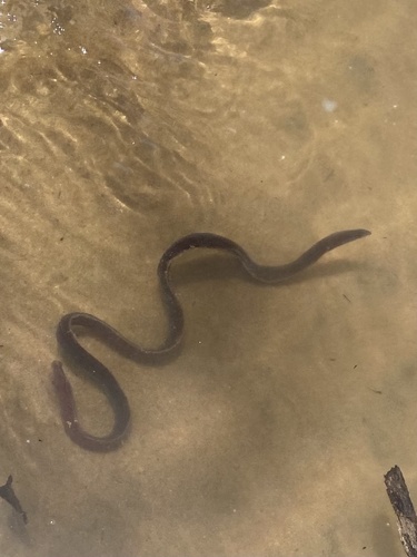 Australian Elapids (inc. Sea Snakes) sighting