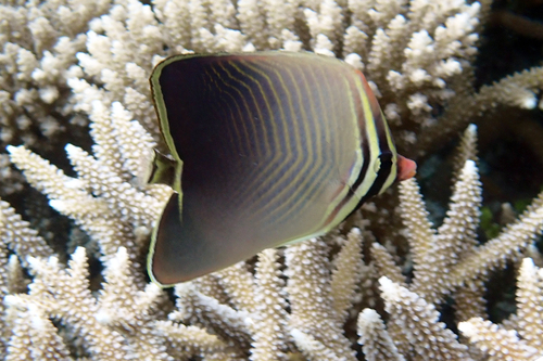 Baroness butterflyfish (Chaetodon baronessa) — Chaetodontidae — 5