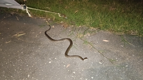 Common keelback sighting