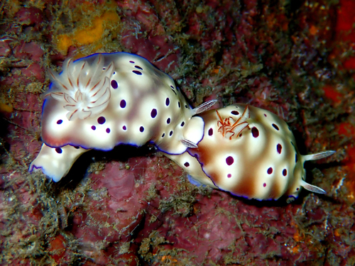 Tryon's Hypselodoris