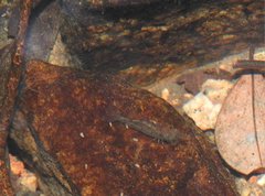 Caridina cantonensis