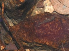 Caridina cantonensis