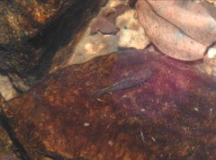 Caridina cantonensis