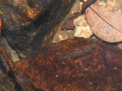 Caridina cantonensis