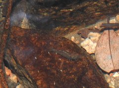 Caridina cantonensis