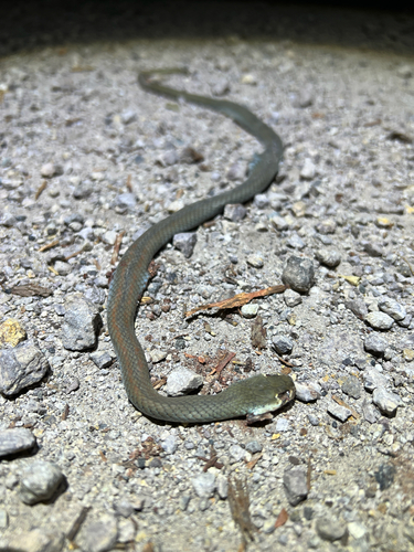 Yellow-faced Whipsnake sighting