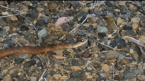 Common keelback sighting