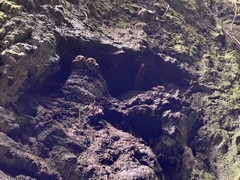 Steatornis caripensis