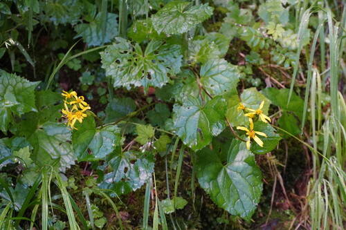 Ligularia kaialpina iNat (1)