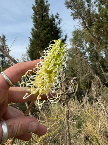 White-plumed Grevillea (Grevillea leucopteris)