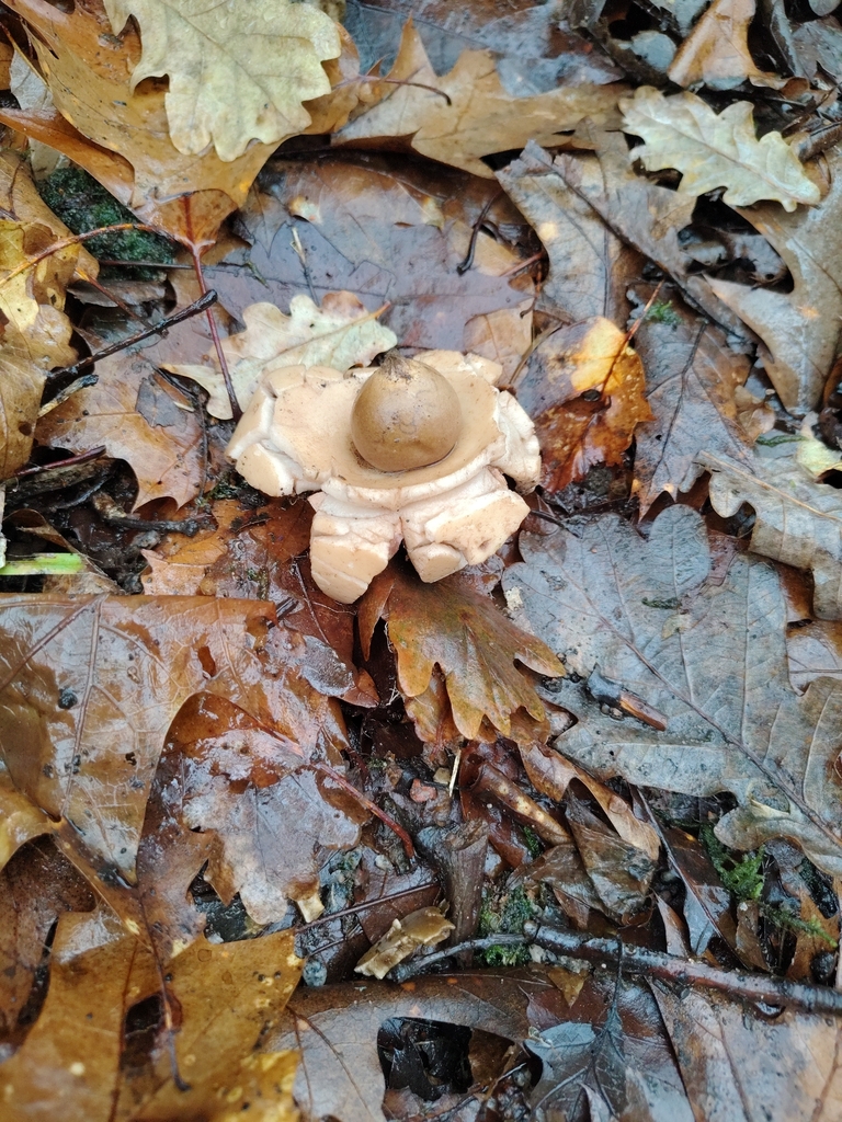 Geastrum michelianum · December 2025 · photo: © joepdeligt (iNaturalist, cc-by)
