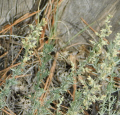 Artemisia carruthii