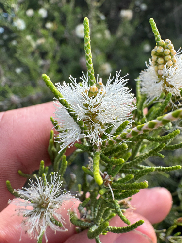 Melaleuca thyoides, 2025-12-04